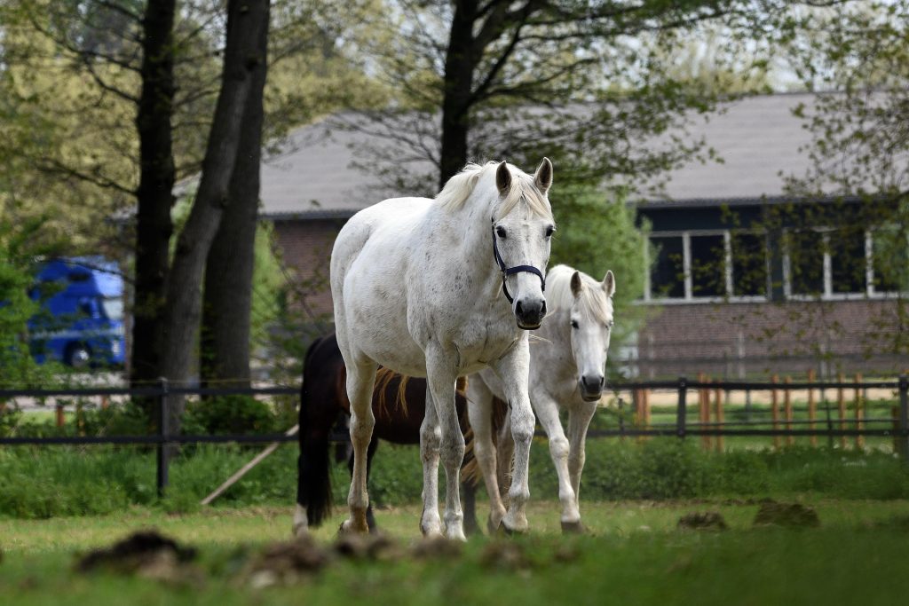 artellliii72 horses 7195015 1920